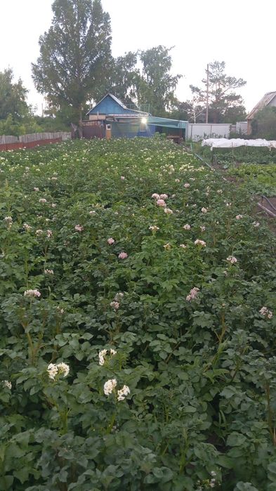 Продам дачу Черёмушки