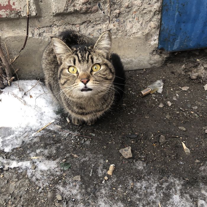 Бездомные кошки .