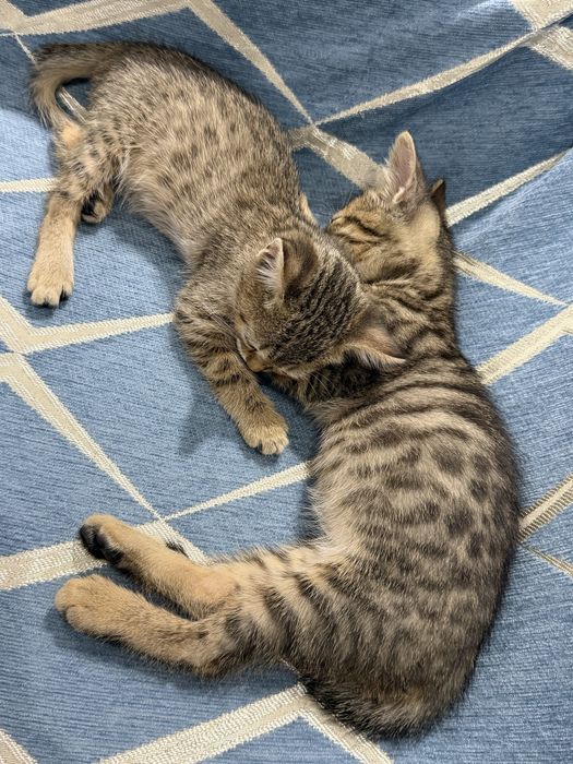 Отдам котят в добрые руки