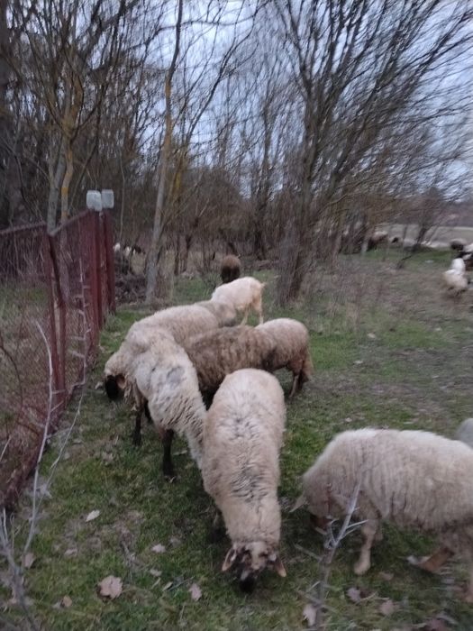 Vând Oi și Carabase și Suffoik și miei și Berbec  și Capre și iezi și