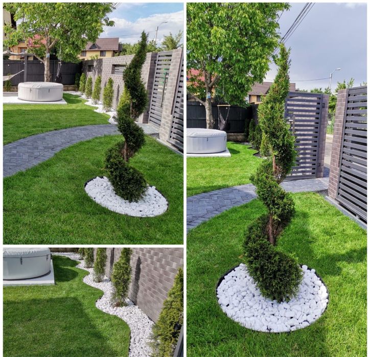 Plante ornamentale de orice specie la pret minim garantat