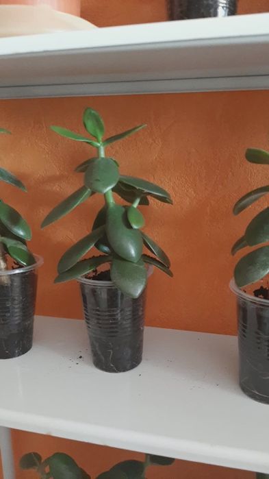 комнатные  растения