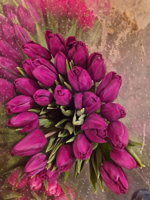 ТЮЛЬПАНЫ 700 ТГ. Доставка.