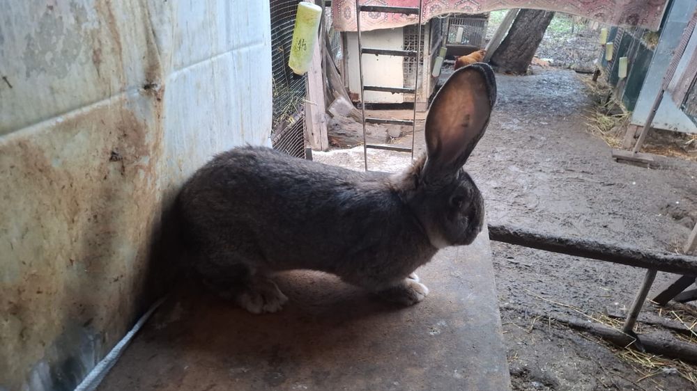 Mascul urias gri german