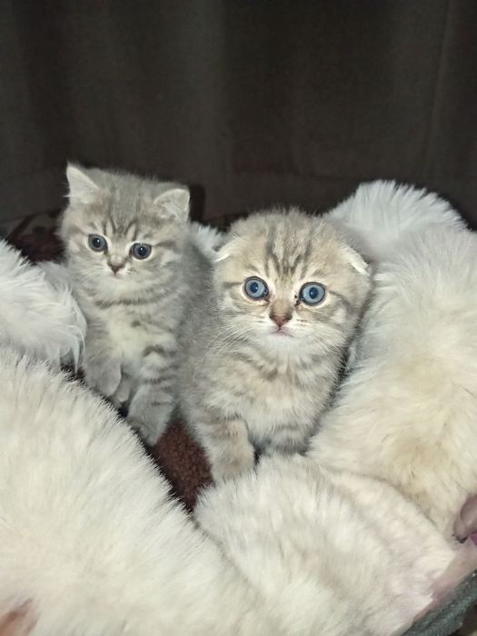 фолд и страйт скотиш котята