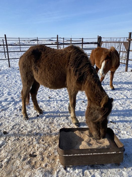 бие сатам қысыр         .