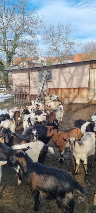 Vănd 30de capre gestante