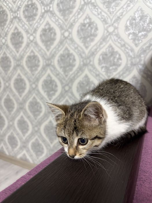 Отдам котенка в добрые руки