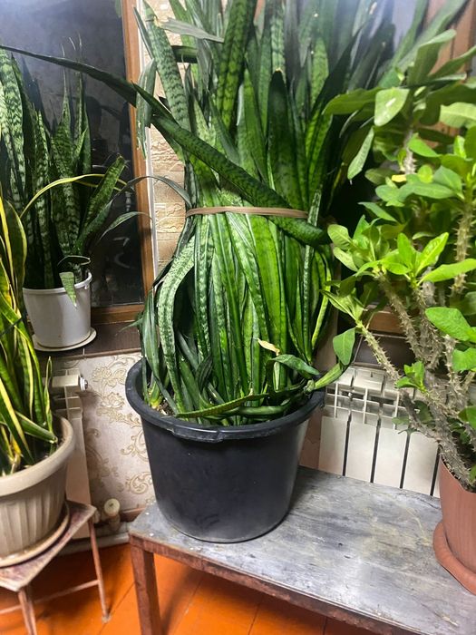 Продам цветы красивые