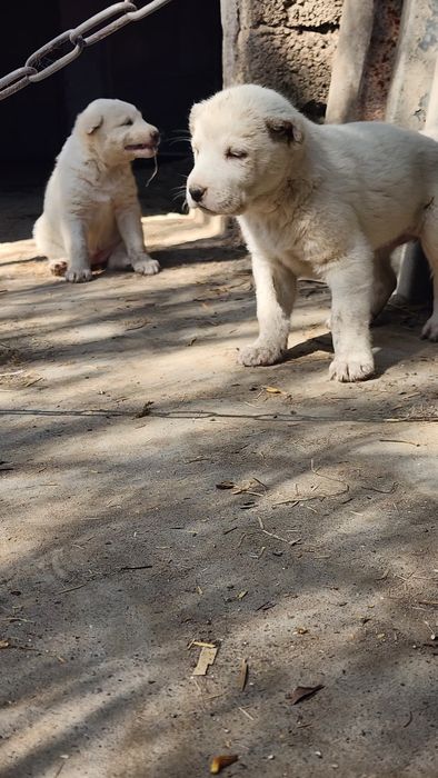 Продам щенков алабая, свои. Хвост и уши порезаны, остались 2 девочки