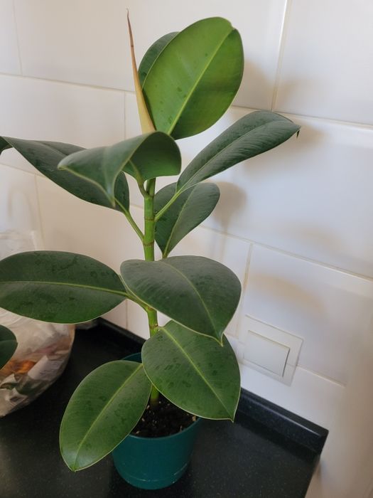 Фикус бенджамин от 1000 тг