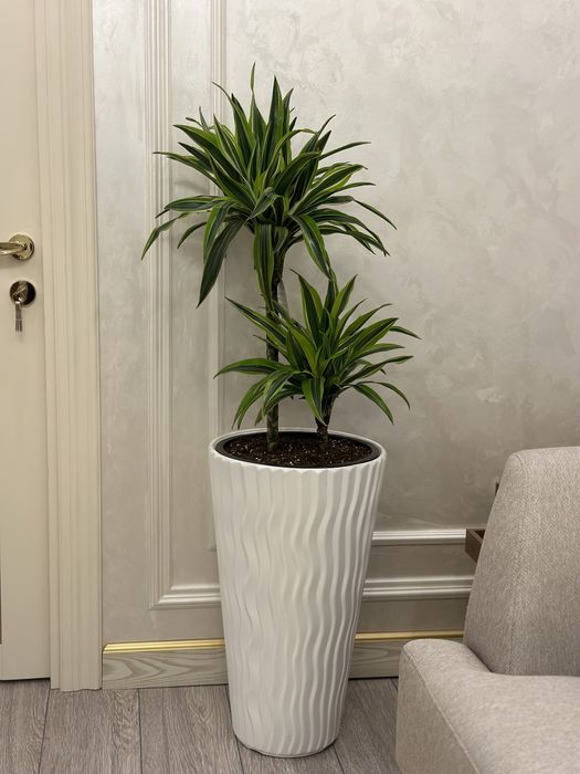 Скидка! Gul + tuvak растения + горшок