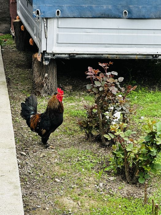 Продам карликов