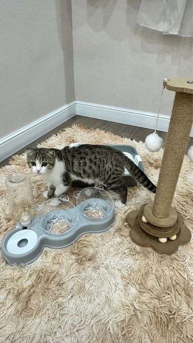 Котята шотландская девочка