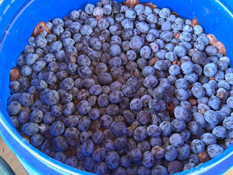Prune pentru tuica