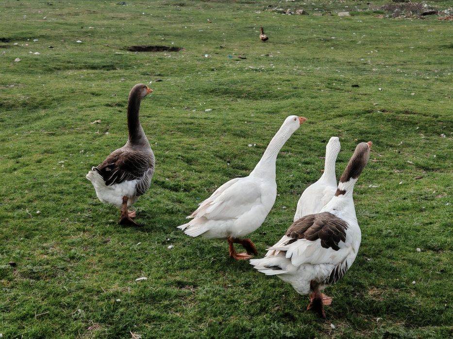 Gâscani sau perechi