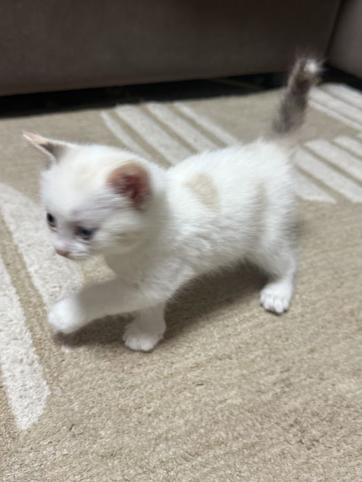 отдам котят 1 месяц им