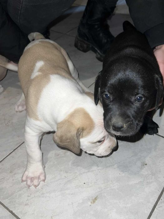 Кане корсо-Питбул  250лв. Народни.