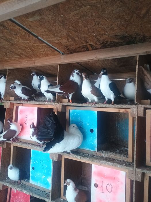 Porumbei jucători de galati