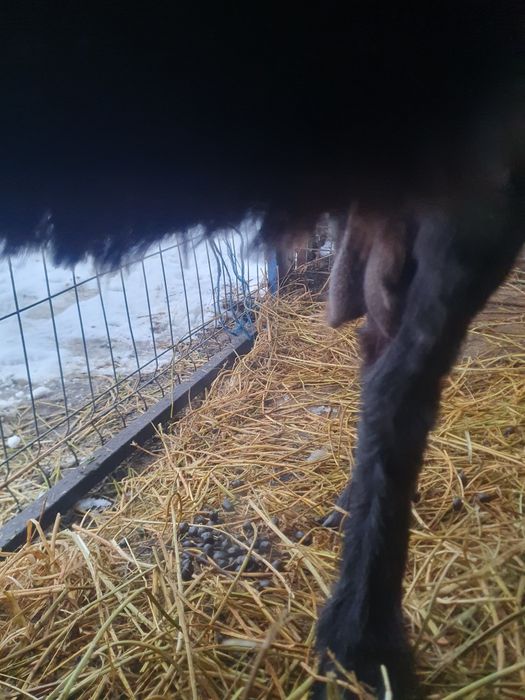 Carpatina gestanta 4 litri