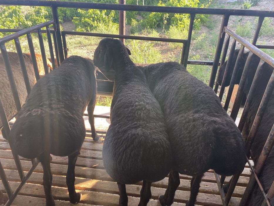 Қирғиз ҲИСОРИ қўйлар сотилади