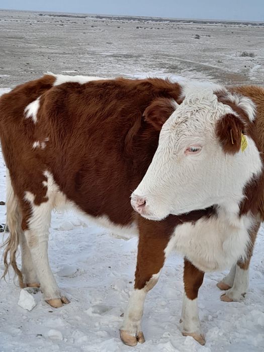 Туатын сиырлар сатылады, Семей