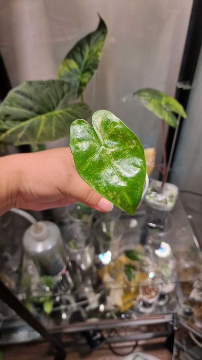 Алоказия одора детки