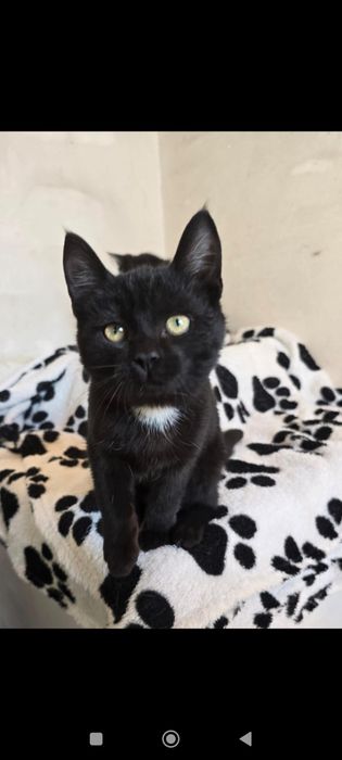 Котята бесплатно