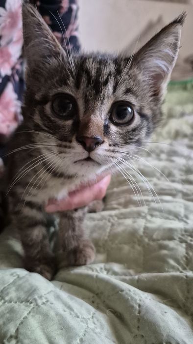 Отдам котят в хорошие руки