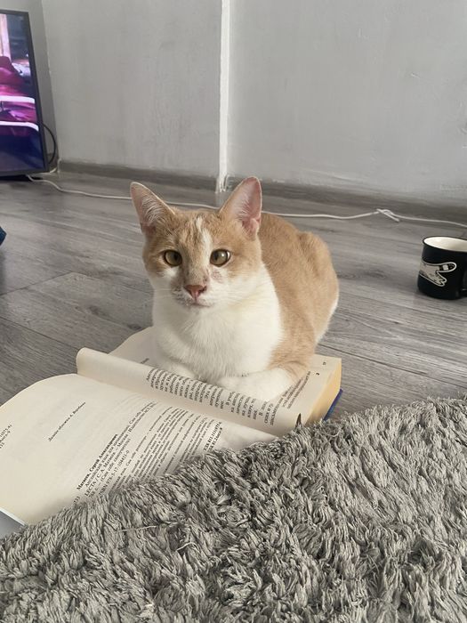 Отдам кота в добрые руки