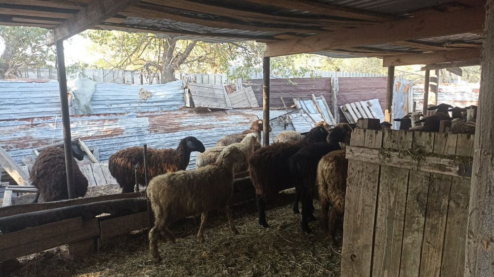 Қой сатылады семіз