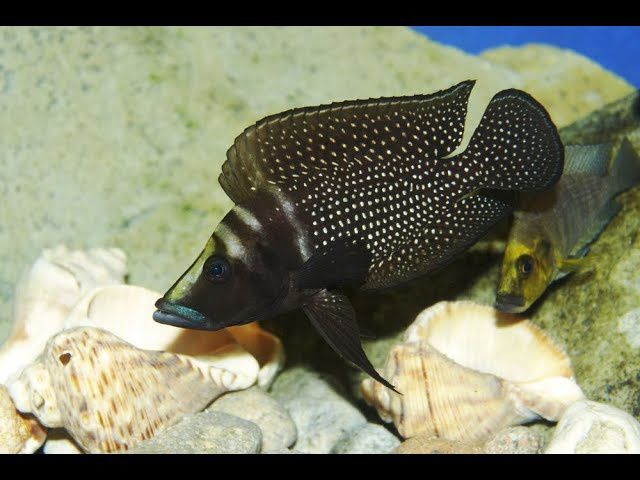 Altolomprologus Calvus black pektoral