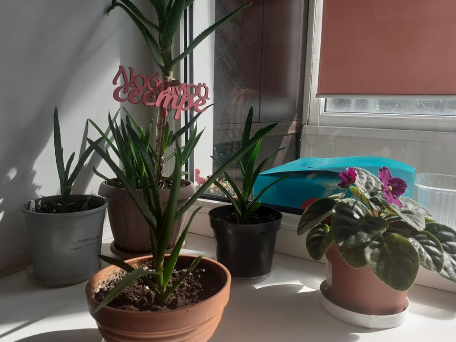 Продам цветы фиалка и кактус