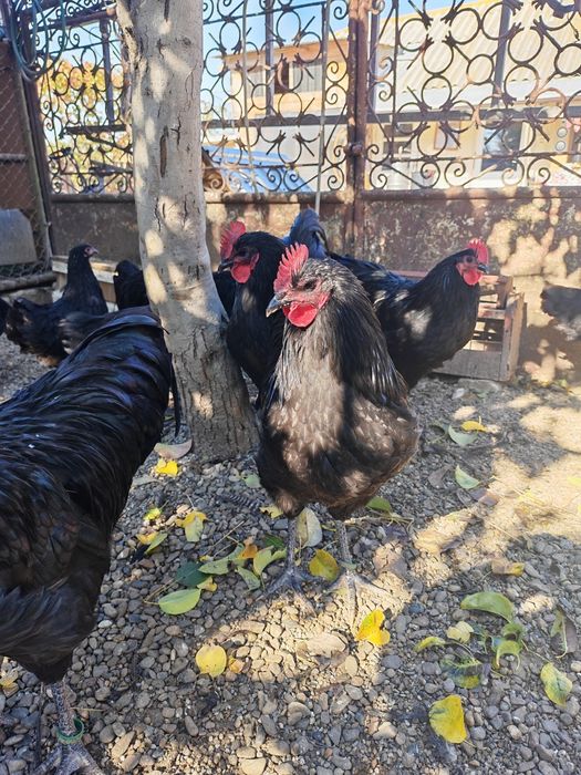 Australorp negru