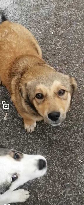 Дарим щенков. Девочки