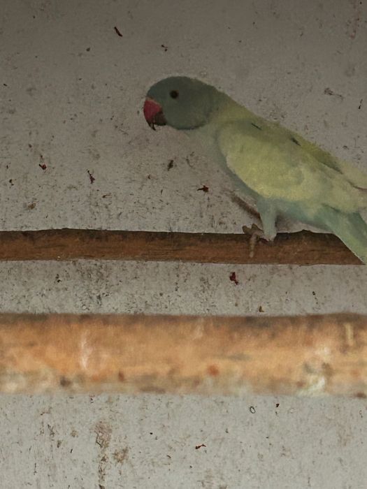 Малък Александър