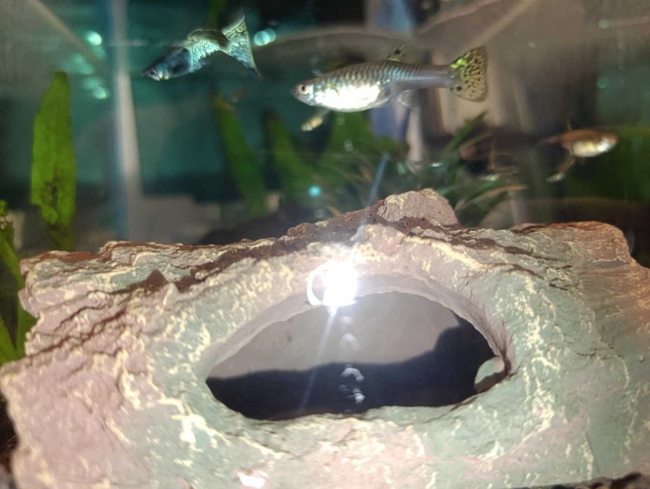 Vand perechi de guppy snakeskin