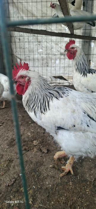 Adler joʻja xoʻrozlari sotiladi.