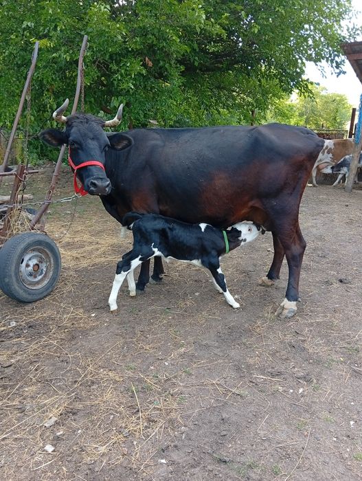 De vânzare 3 vaci și 3 vițeii