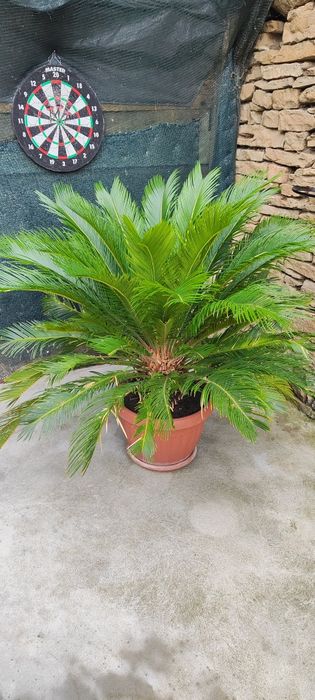 Палма супер състояние