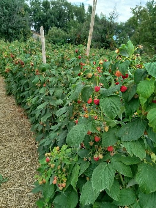 Продам саженцы ремонтантной малины