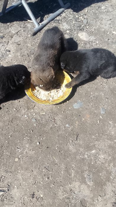 Продам щенят ротвейлера