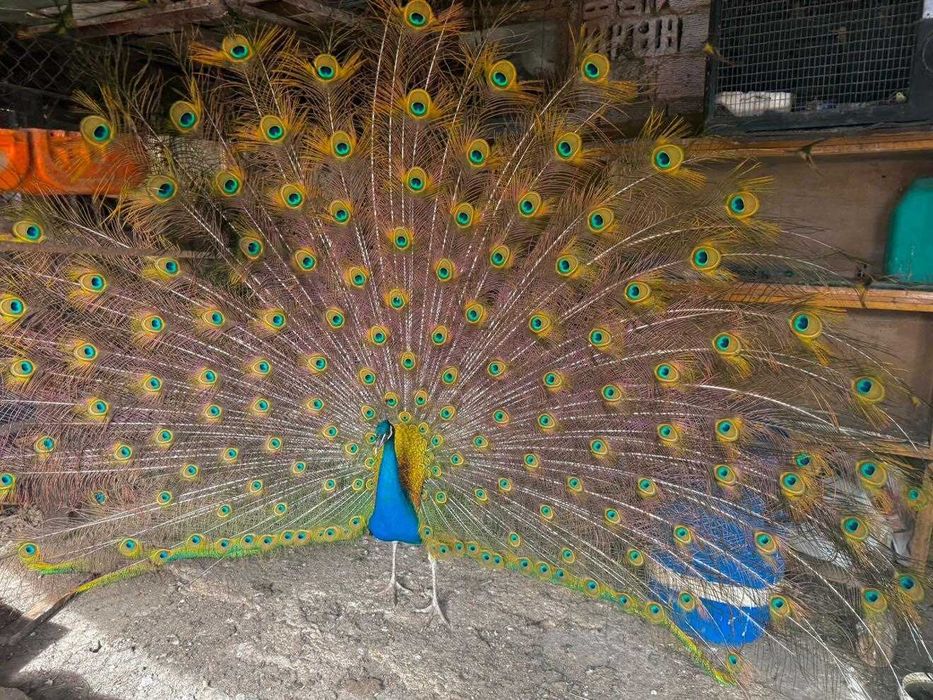 Продавам мъжки пауни