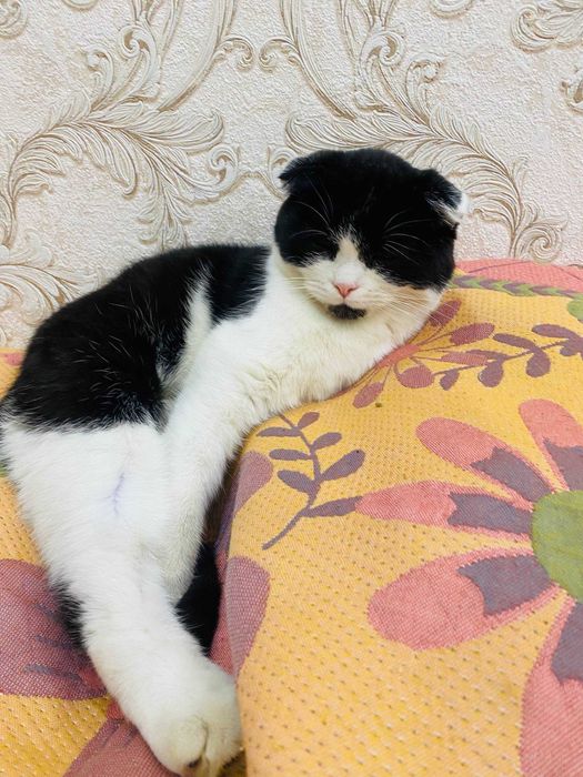 Mushuk sotiladi Scottish Fold 6 oylik