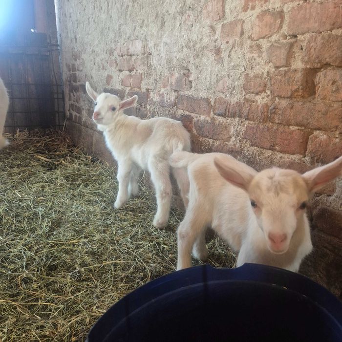 Iezi rasa Sannen de vânzare