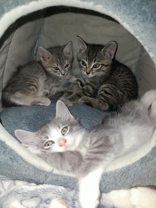 Ласковые котята ищут доброго человека!