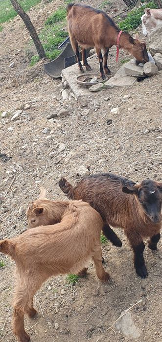 Vand capra anglo nubian cu doi iezi  si metis alpina franceza cu doi iezi
