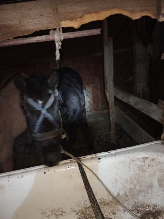 Продаётся два тая  мальчики