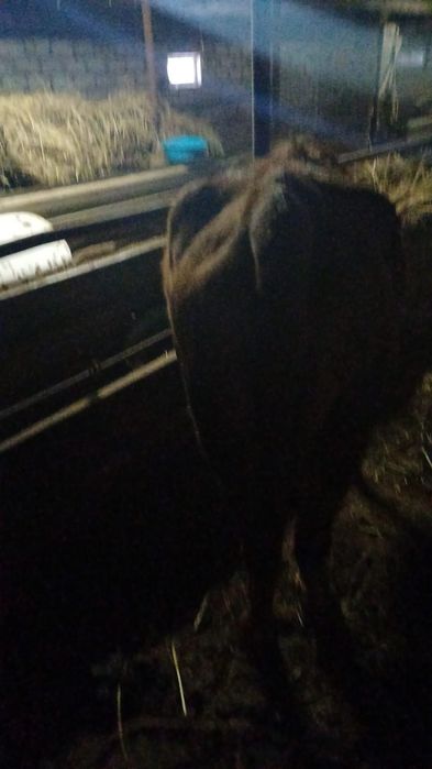 Продам телку 2.5 года