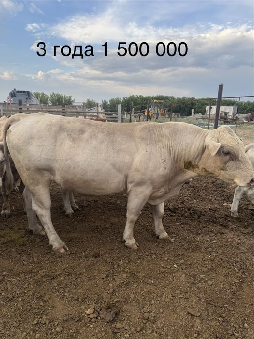 Быки.            .